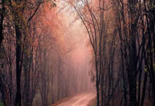 28圈官网：NBA-步行者115-114险胜雄鹿 字母哥19+17+7.